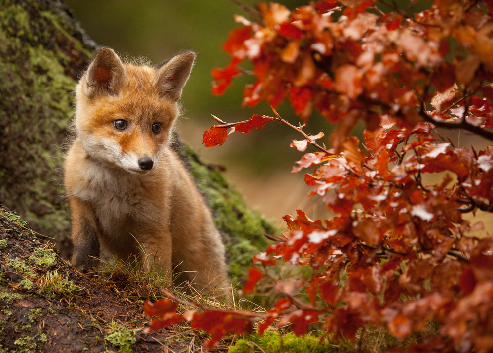 Fox von Robert Adamec