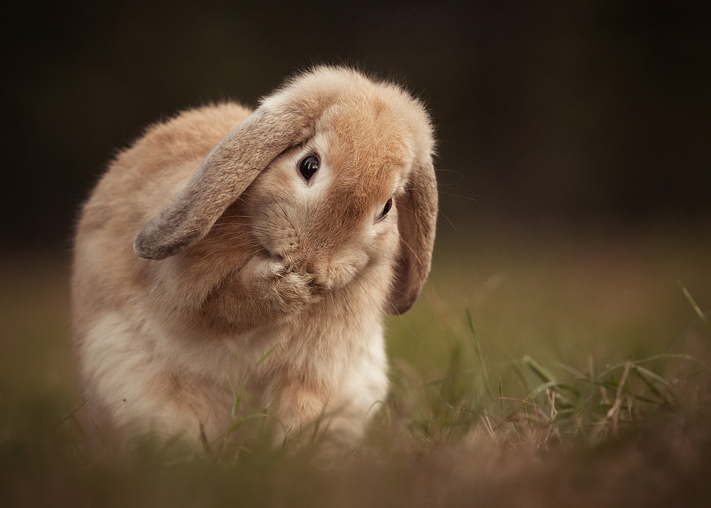 Rabbit von Robert Adamec