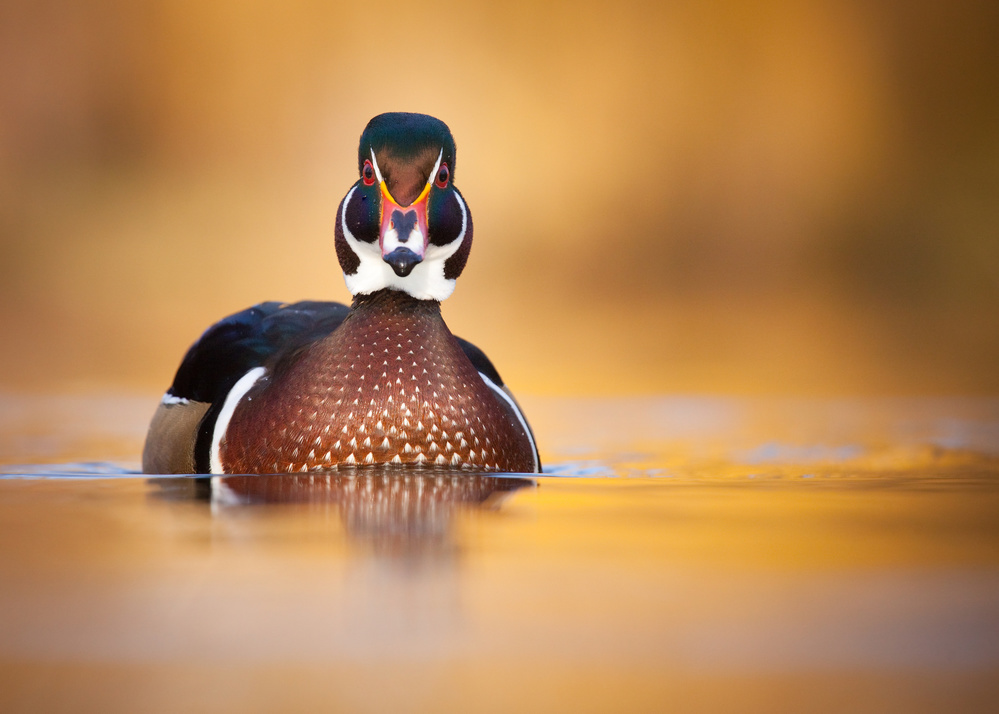 Karolin duck von Robert Adamec