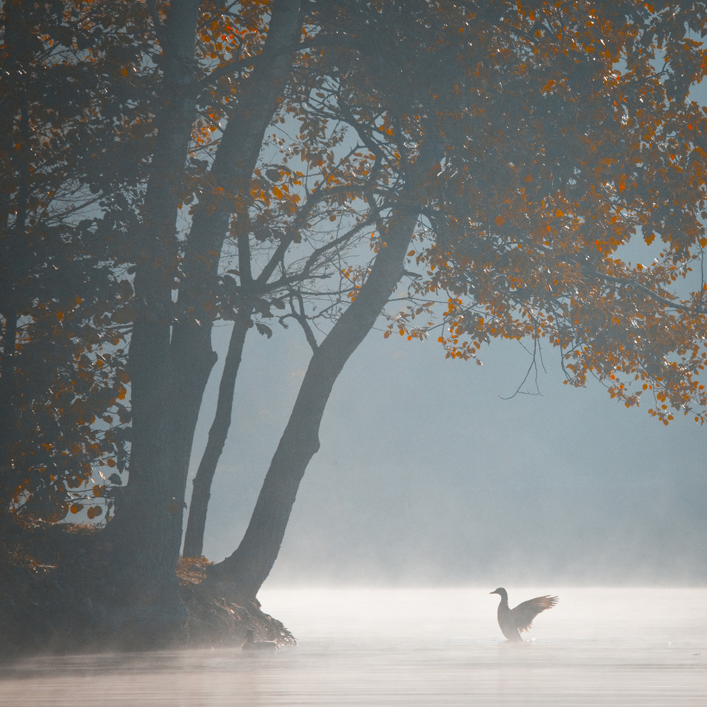 Morning von Robert Adamec
