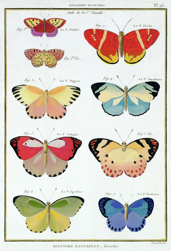 Butterflies from 'Histoire Naturelle des Insectes' by M. Olivier (coloured engraving) von Robert Benard