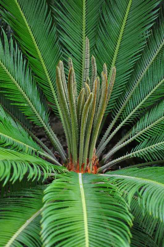 Sagopalmfarn Cycas von Robert Biedermann