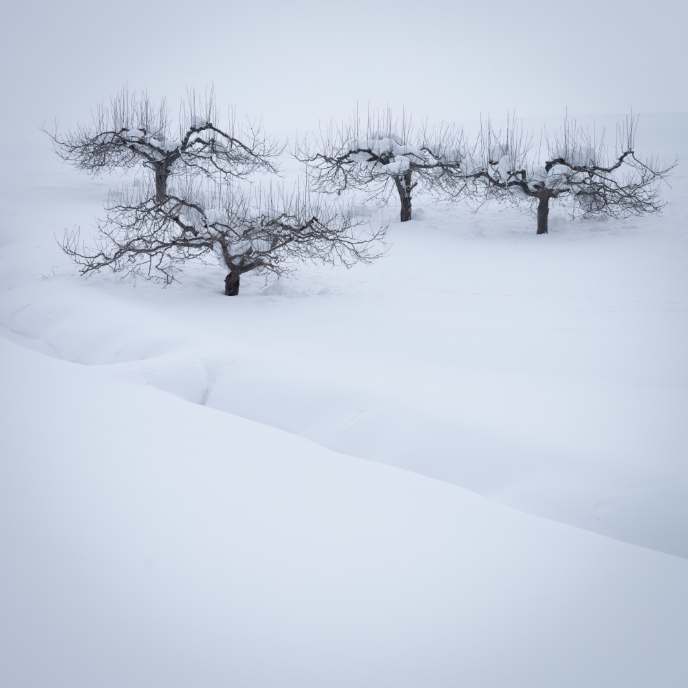 Cherry Zen von Robert Bolton