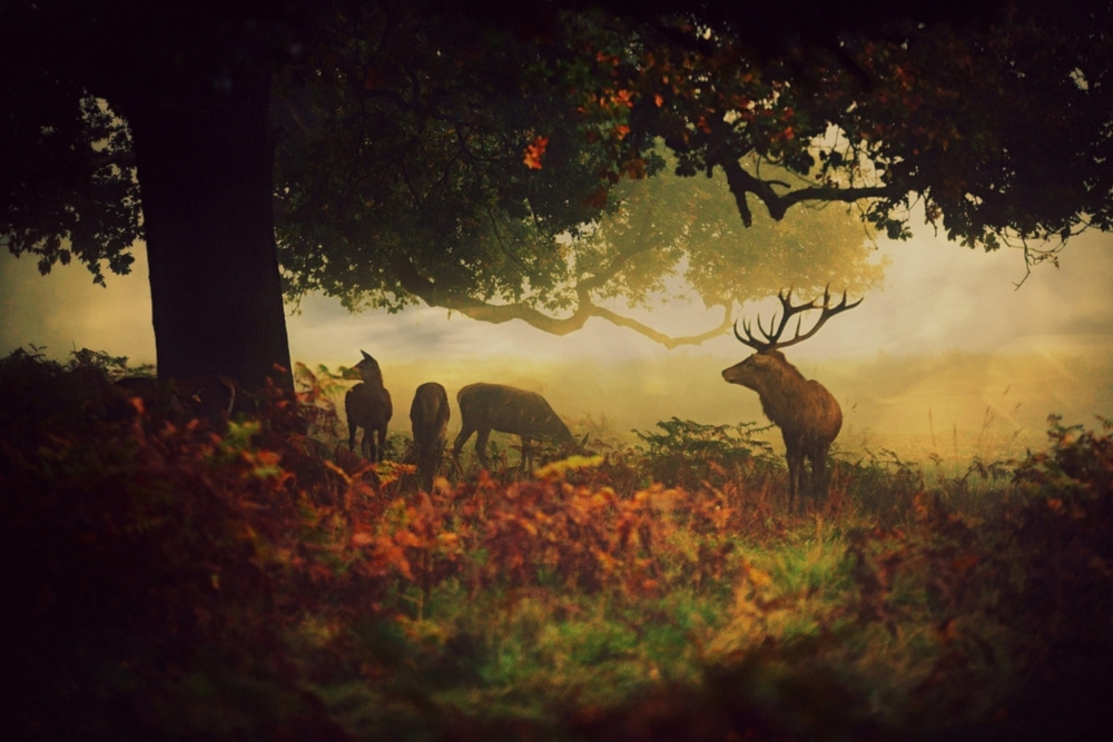 Painted Morning von Robert Fabrowski