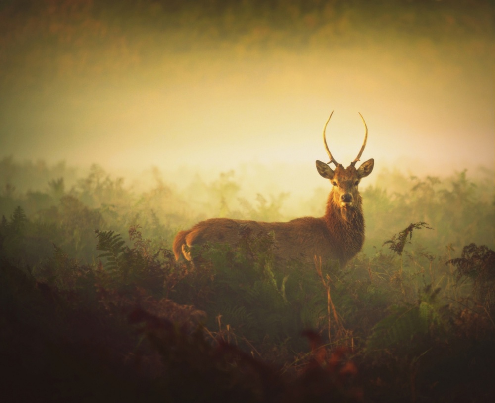 Youth... von Robert Fabrowski