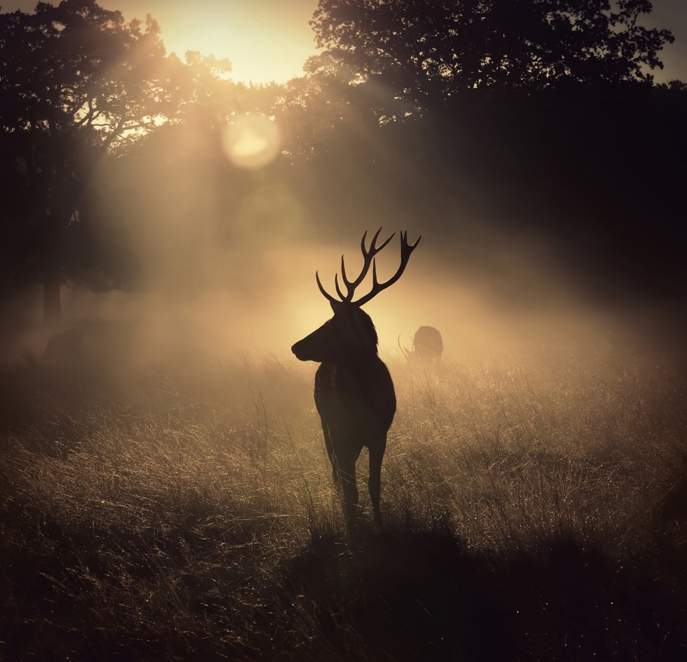 Light means everything von Robert Fabrowski