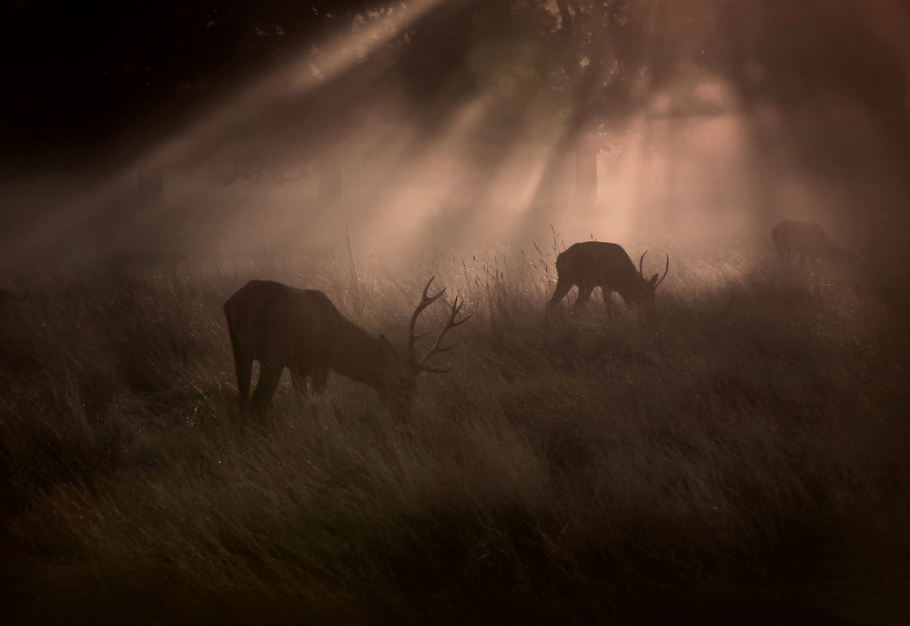 Morning... von Robert Fabrowski