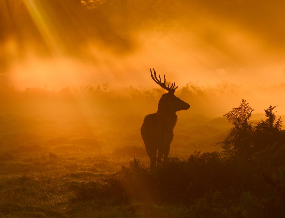 Wache des Lichts von Robert Fabrowski