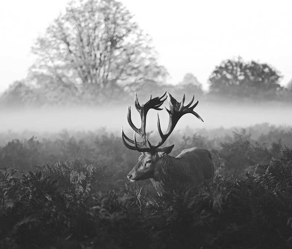 @@ WvW @@ von Robert Fabrowski