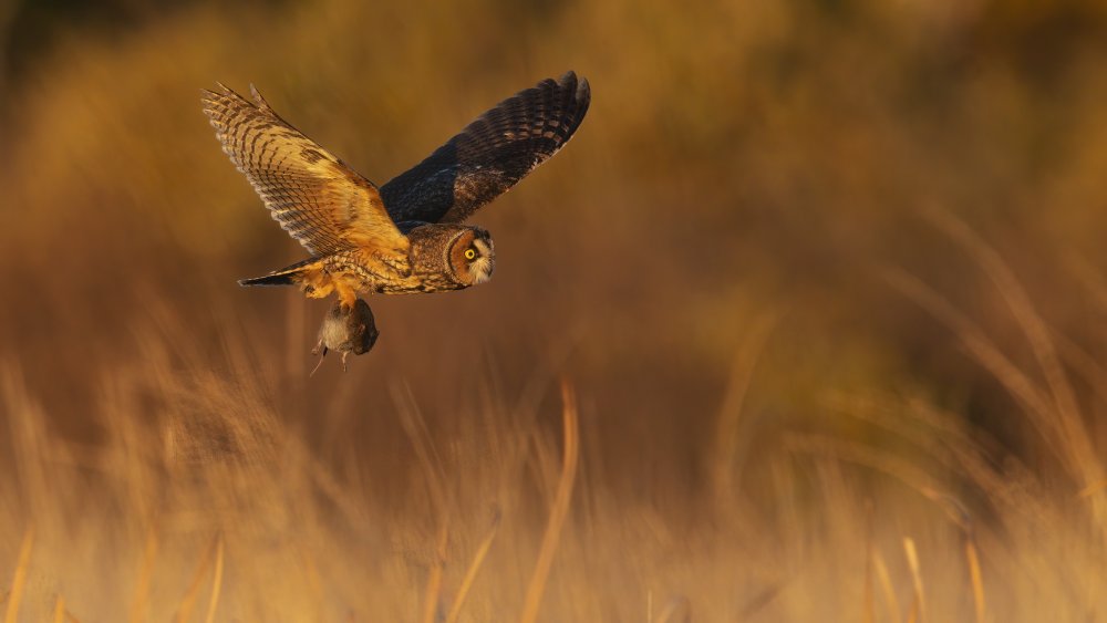 Dinner Time von Robert Ge