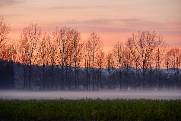Ackerlandschaft mit Nebelstreifen im Abendrot von Robert Kalb