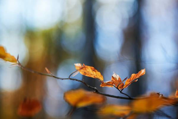 Ast mit gelben Blättern vor einem Wald von Robert Kalb