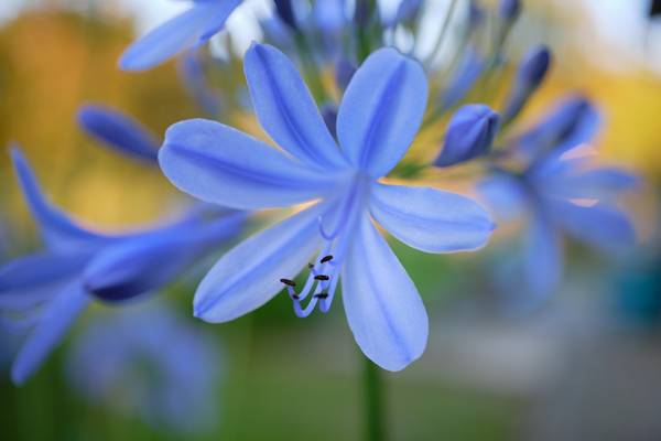Blaue Schmucklilien im Garten von Robert Kalb