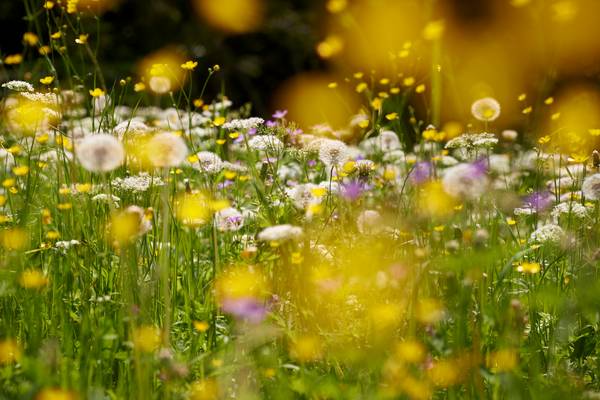 Bunte Blumenwiese mit gelben Farbklecksen von Robert Kalb