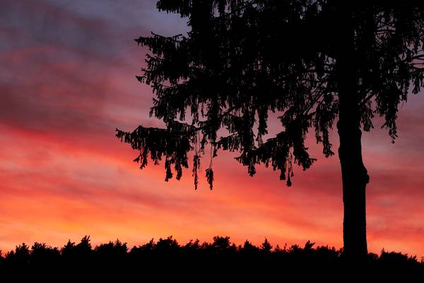 Eine Baum Silhouette mit leuchtend rotem Abendhimmel von Robert Kalb