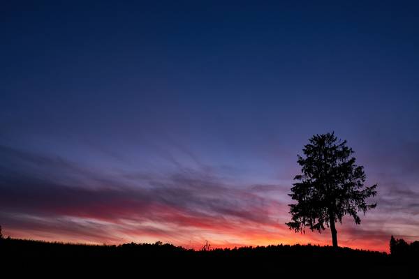 Eine Baumsilhouette vor dem leuchtenden Himmel. von Robert Kalb