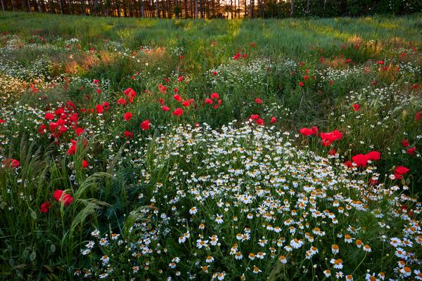Feld mit Mohnblumen und echter Kamille, im Hintergrund ein Waldrand von Robert Kalb