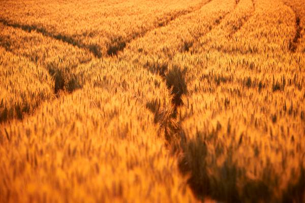 Getreidefeld mit Fahrspuren im roten Abendlicht von Robert Kalb