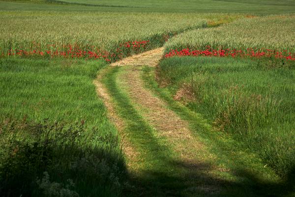 Güterweg durch ein Getreidefeld mit Mohnblumen von Robert Kalb