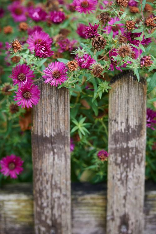 Herbstastern am Holzzaun eines Bauerngartens von Robert Kalb