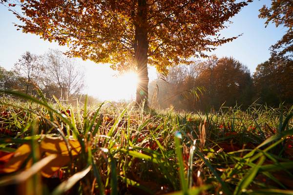 Herbstlicher Baum im Gegenlicht in der Wiese von Robert Kalb