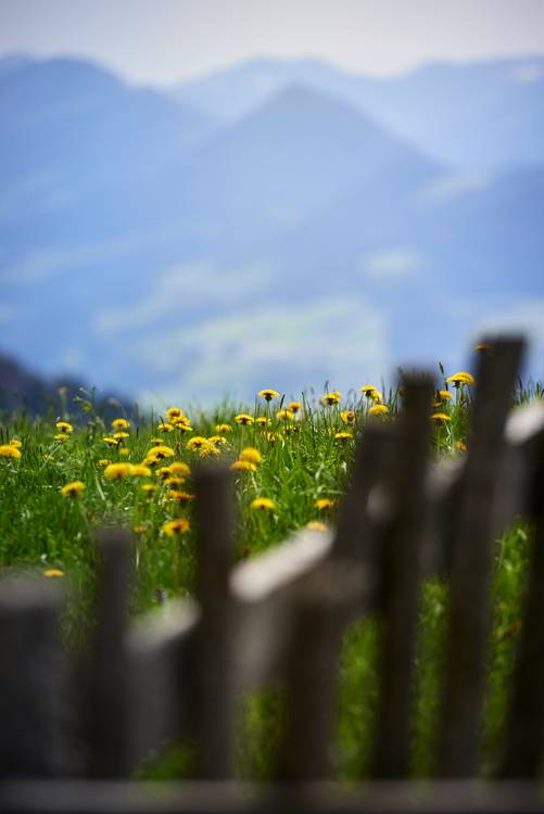 Löwenzahnwiese vor einer Bergkette mit Holzzaun von Robert Kalb