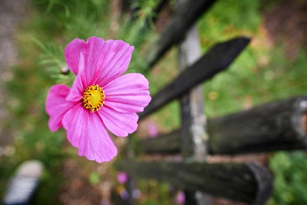 Pinke Blumen am Holzzaun eines Bauerngartens von Robert Kalb