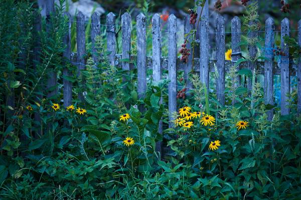 Romantischer Bauerngarten mit gelben Blumen und Holzzaun von Robert Kalb