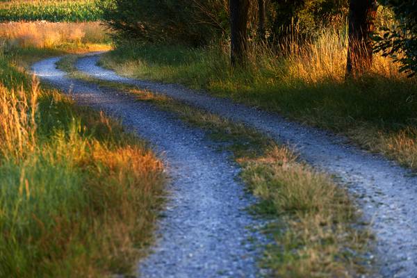 Romantischer Feldweg durch Felder im Morgenlciht von Robert Kalb