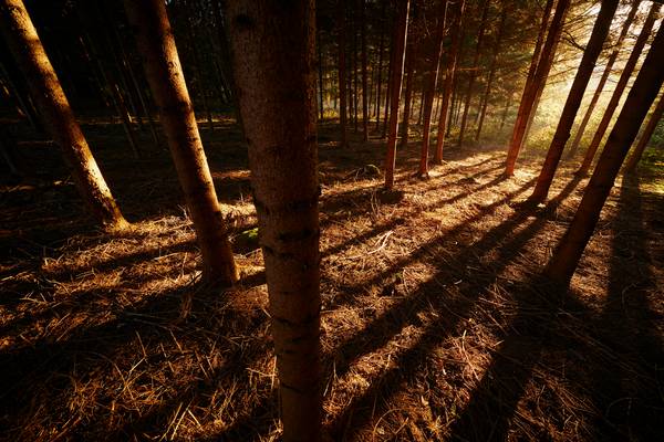 Romantischer Wald mit goldenem Streiflicht im Herbst von Robert Kalb