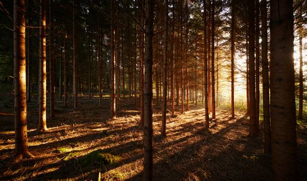 Romantischer Wald mit Streiflicht im Herbst von Robert Kalb