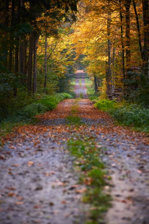 Romantischer Weg durch einen leuchtenden herbstlichen Wald von Robert Kalb