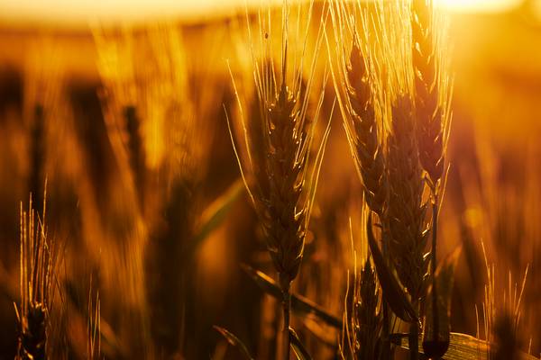 Romantisches Getreidefeld im rotgelben Abendlicht. von Robert Kalb