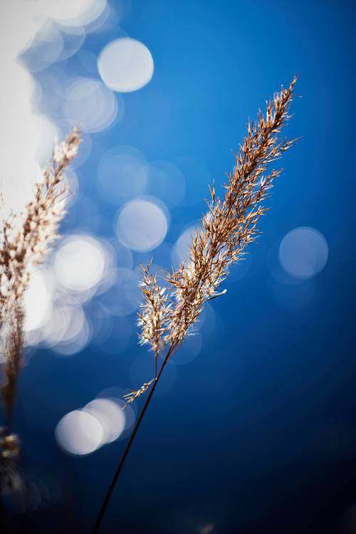 Schilf im Gegenlicht mit Lichtreflexe von Robert Kalb