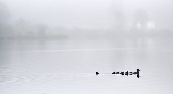 Schwimmende Entenfamilie im Almsee bei Nebel von Robert Kalb