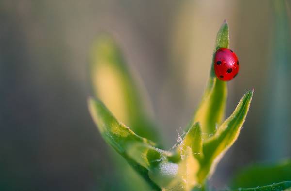 Siebenpunktmariakäfer (Marienkäfer) auf einem grünen Blatt von Robert Kalb