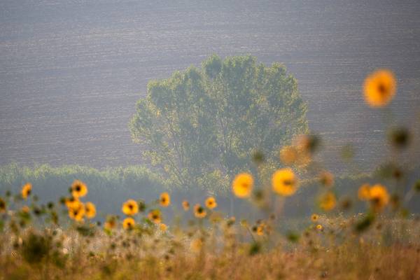 Sommerliche Landschaft in Umbrien mit Sonnenblumen von Robert Kalb