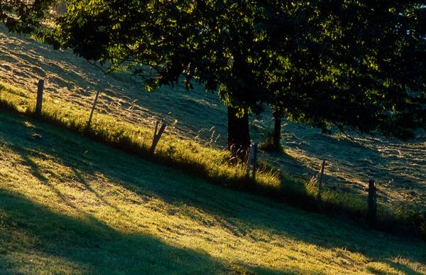 Sommerwiese mit Baum im Streiflicht von Robert Kalb