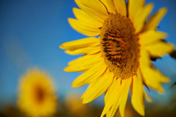 Sonnenblumenfeld gegen einen blauen Himmel von Robert Kalb
