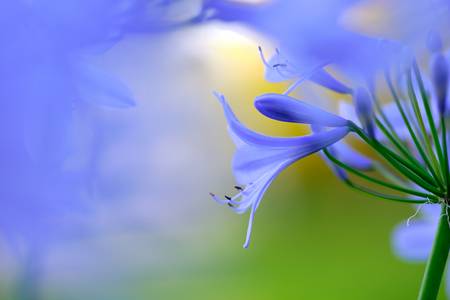 Blaue Schmucklilien im Garten