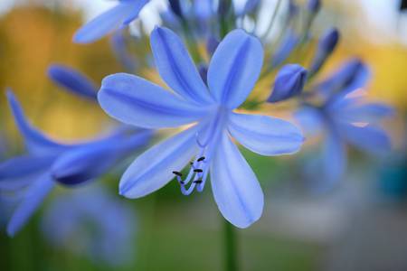 Blaue Schmucklilien im Garten