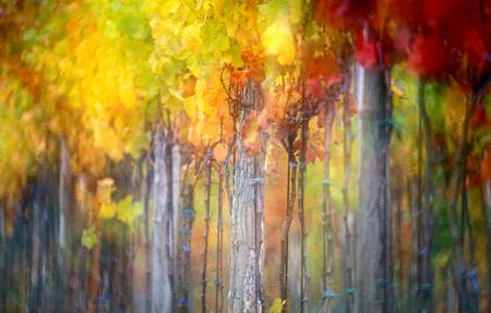 Bunt gefärbter Weinstock im Herbst