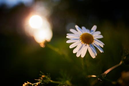 Echte Kamille am Wegrand, im Hintergrund ein Wald mit Sonne.