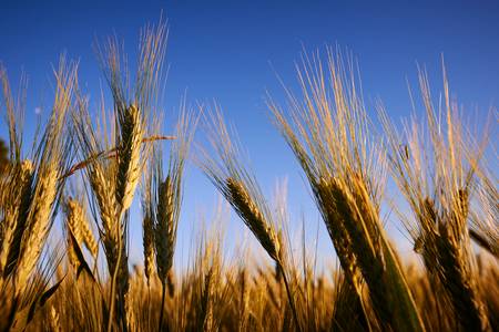 Getreidefeld im Abendlicht und blauem Himmel
