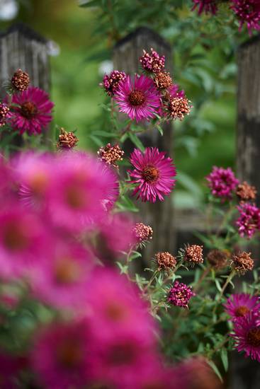 Herbstastern am Holzzaun eines Bauerngartens