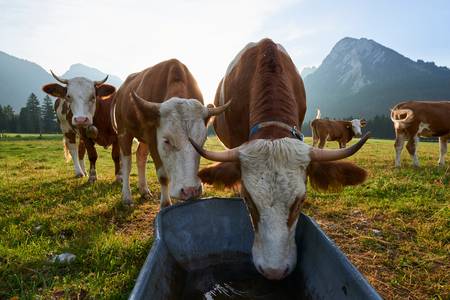 Kühe stehen vor einer Tränke