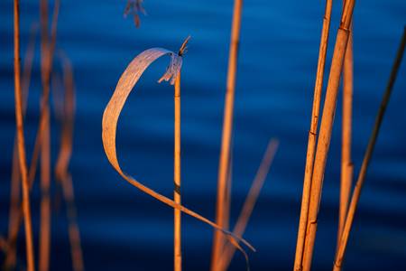  Leuchtendes Schilf im rötlichen Abendlicht