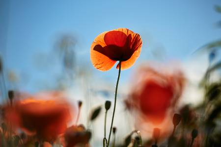Mohnblumenfeld im Gegenlicht
