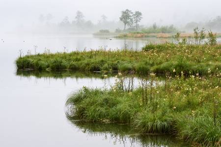 Romantische Uferlandschaft im Almsee-Grünau