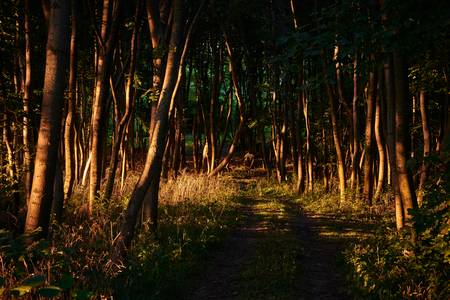 Romantischer Waldweg im leuchtenden Abendlicht